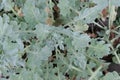 Yellow hornpoppy, Glaucium flavum, leaves Royalty Free Stock Photo